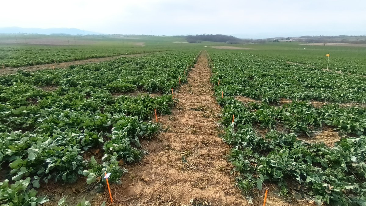 R_Hugon_43's tweet photo. Aujourd'hui j'étais dans l'Ain pour une visite de la plateforme d'essai colza du groupe Bernard #SaintAndrédeCorcy
Test variétés, Fertilisation, Plantes Compagnes,...
#SabarotAgriculture #Actura https://t.co/j1SSPoebDv