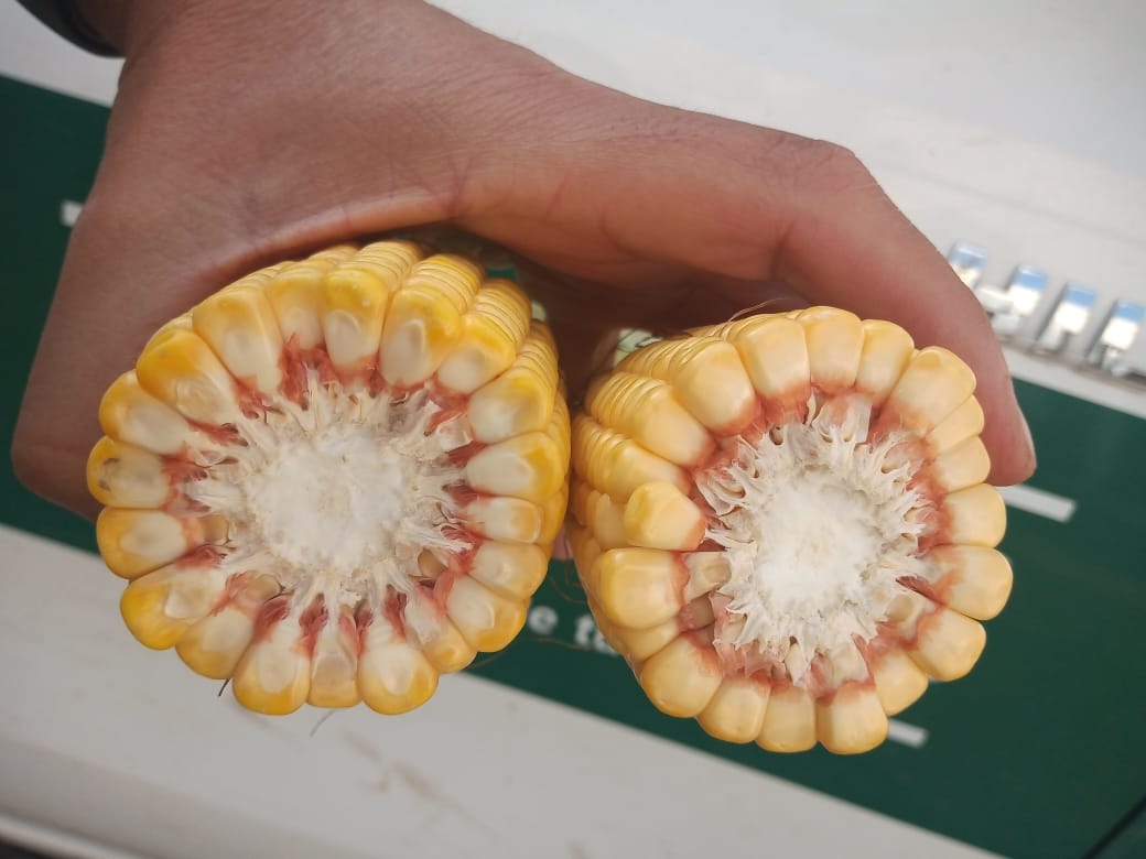 SCHANG Agronomía Veterinaria (@schangagrovet) on Twitter photo Recorrida <a href="/fernandez_riky/">Ricardo Fernandez</a>
Híbrido LT725VT3P en muy buen estado, muy buen tamaño de espiga
Fecha siembra 11/11/22
Densidad variable de semilla y fertilizante, con prescripción <a href="/FieldViewArg/">FieldView Argentina</a>
📍Partido de Azul
<a href="/LaTijeretaMaiz/">La Tijereta Maíz</a> #LideresEnRelacionamiento Recorrida <a href="/fernandez_riky/">Ricardo Fernandez</a>
Híbrido LT725VT3P en muy buen estado, muy buen tamaño de espiga
Fecha siembra 11/11/22
Densidad variable de semilla y fertilizante, con prescripción <a href="/FieldViewArg/">FieldView Argentina</a>
📍Partido de Azul
<a href="/LaTijeretaMaiz/">La Tijereta Maíz</a> #LideresEnRelacionamiento