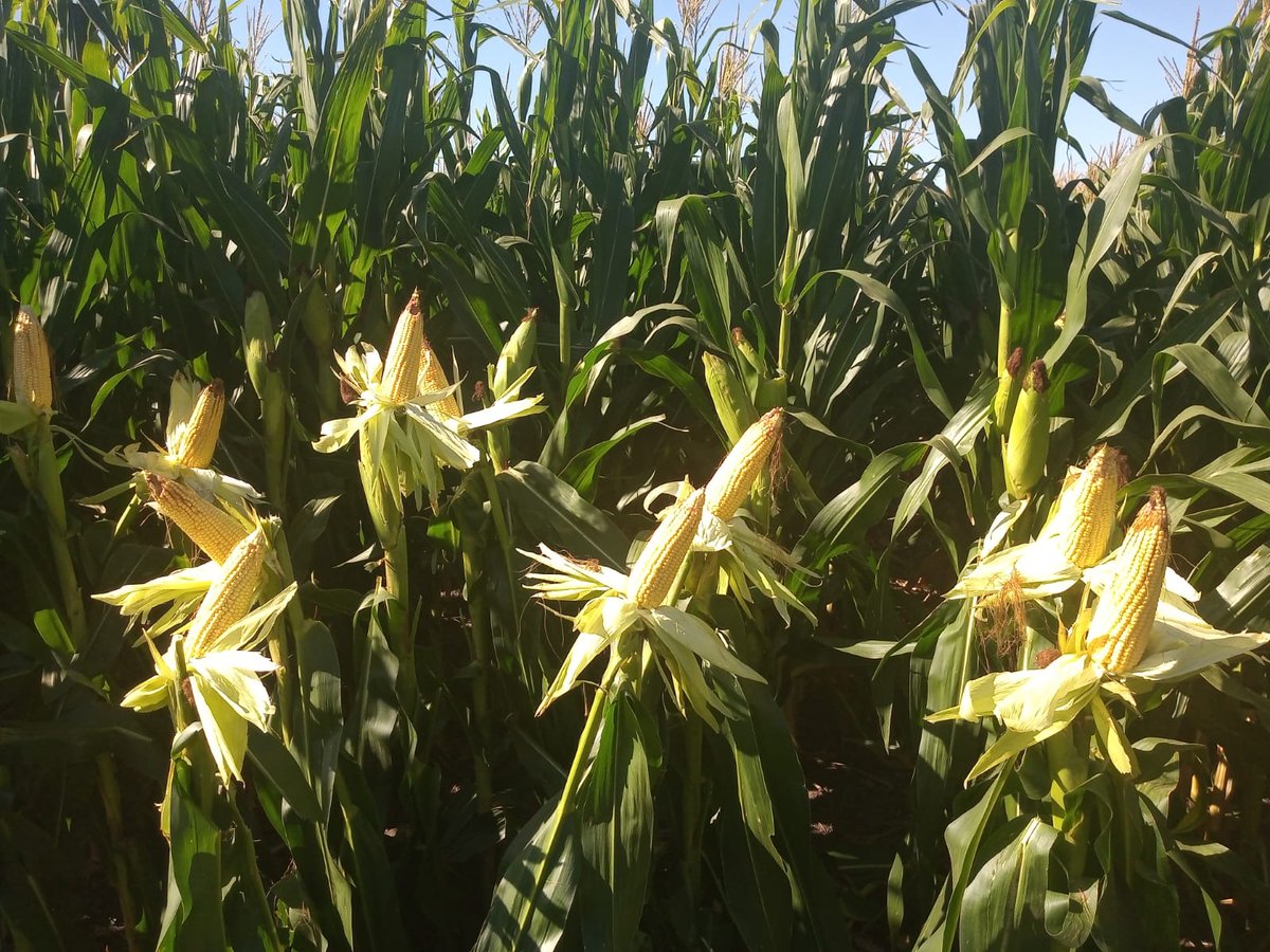 SchangAgroVet's tweet photo. Recorrida @fernandez_riky
 
Híbrido LT725VT3P en muy buen estado, muy buen tamaño de espiga
Fecha siembra 11/11/22
Densidad variable de semilla y fertilizante, con prescripción @FieldViewArg 
📍Partido de Azul 

@LaTijeretaMaiz #LideresEnRelacionamiento https://t.co/Fo6KaDb0sd