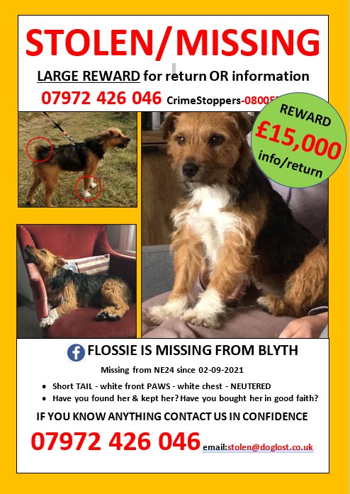 AdoptionsUk's tweet photo. Please retweet to help FIND FLOSSIE, MISSING/STOLEN FROM #BLYTH #UK 

She could be anywhere in the country now 💔
Have you been offered a dog like this? 
Her dad is 91 and is devastated. 

Please share, let's get her home? 🍀
Flossie Come Home
@FindFlossie
#dogs #pets #animals https://t.co/xxKpA23akq