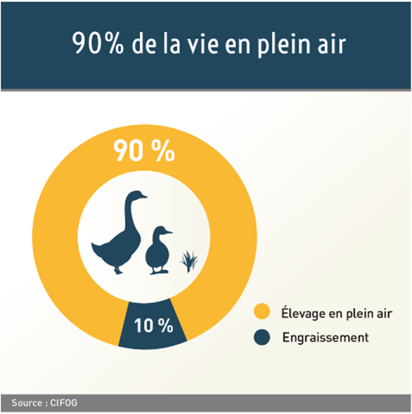 MSABATOU's tweet photo. #LeSaviezVous
Les oies et canards passent 90 % de leur vie en plein air ! Dès que les conditions climatiques le permettent, ils ont accès à des espaces herbeux pour toute la durée de l’élevage. 😃 https://t.co/tx9q5NBYik