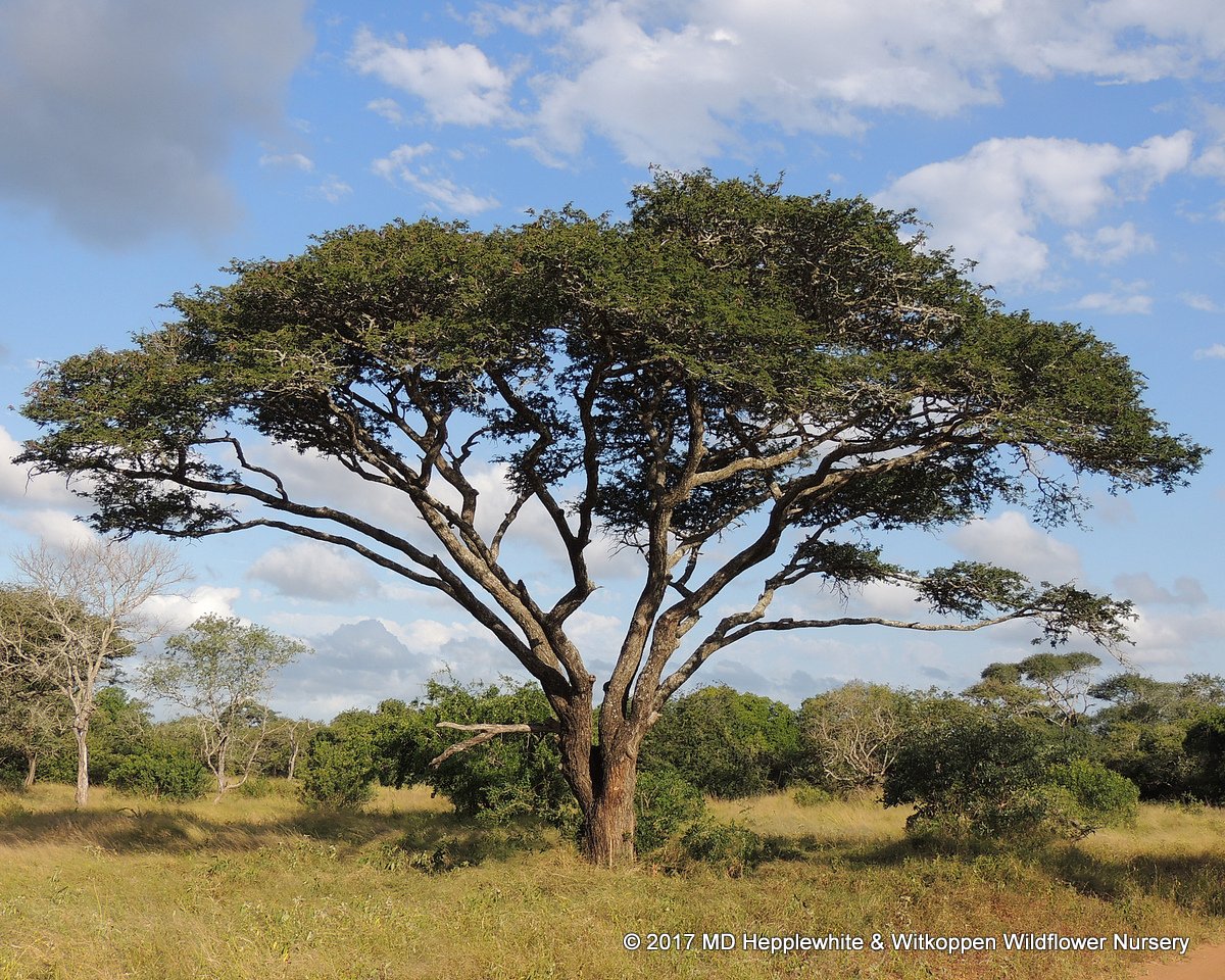 March 2023 IndigeNews - Witkoppen Wildflower Nursery's Newsletter - mailchi.mp/webmail/indige…