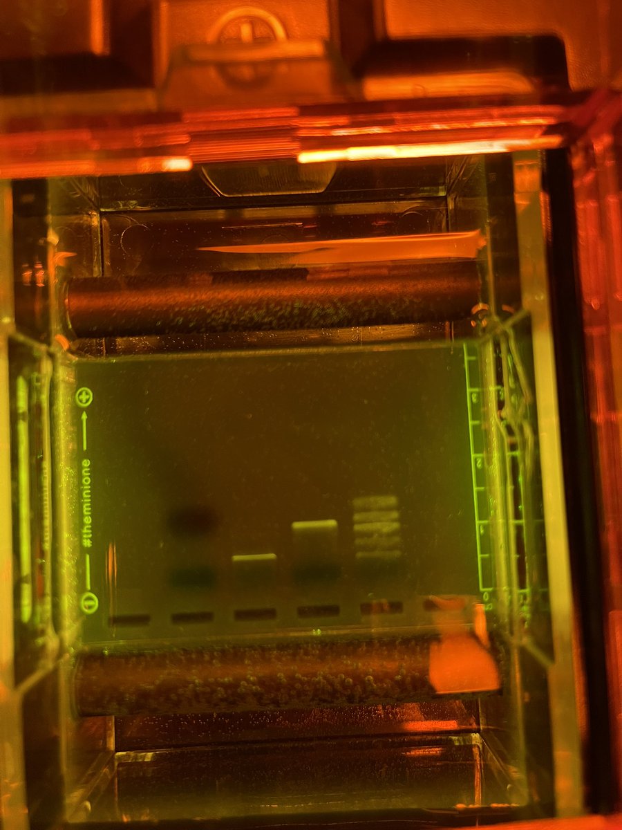 wernerbiology's tweet photo. Today in #BioClub we completed a gel electrophoresis lab. Look at those clear DNA bands! There are definitely some future biologists in this crew! @Principal_Lytz @Interboro_SD https://t.co/Lqld5q3jhB