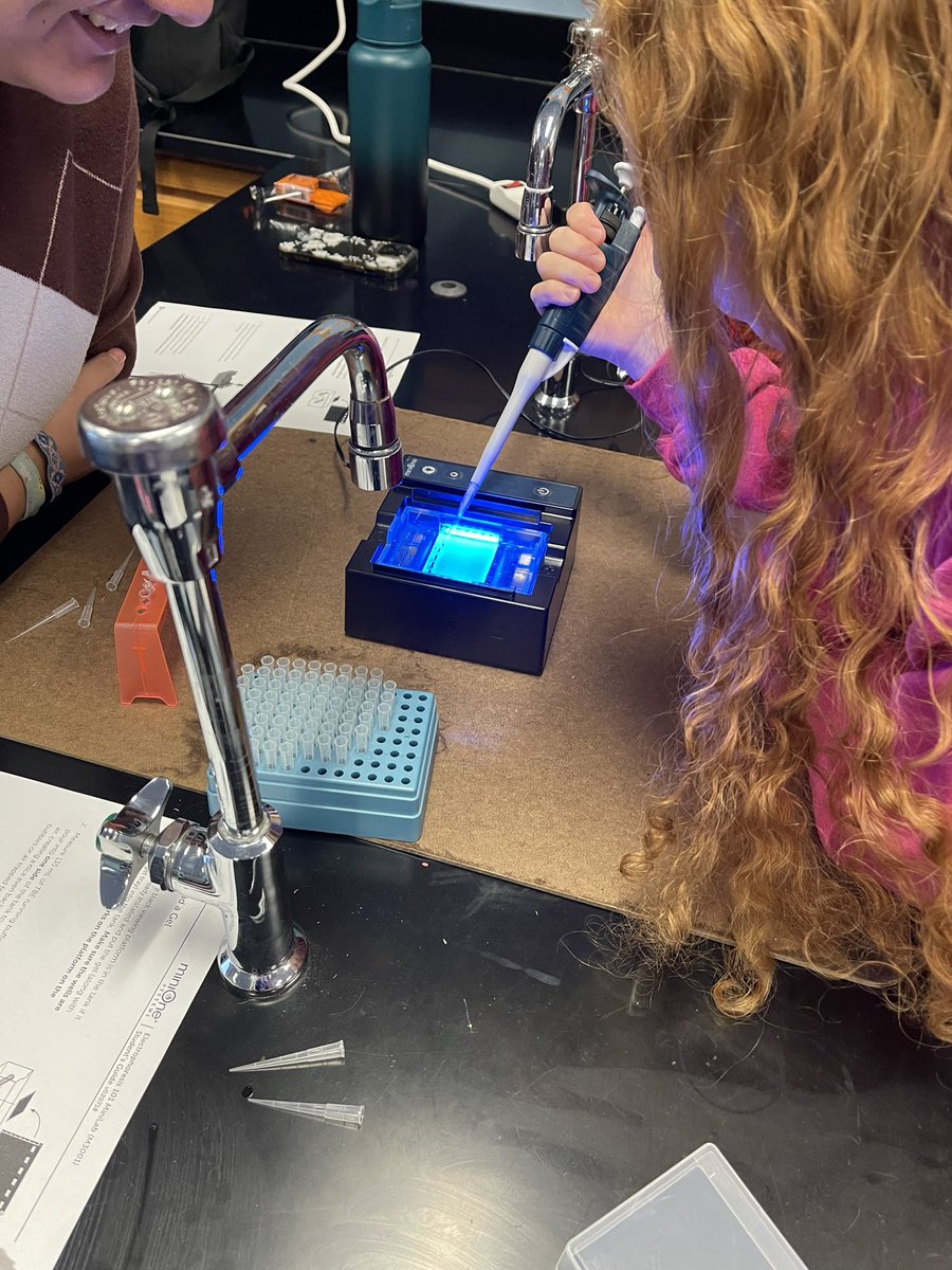 wernerbiology's tweet photo. Today in #BioClub we completed a gel electrophoresis lab. Look at those clear DNA bands! There are definitely some future biologists in this crew! @Principal_Lytz @Interboro_SD https://t.co/Lqld5q3jhB