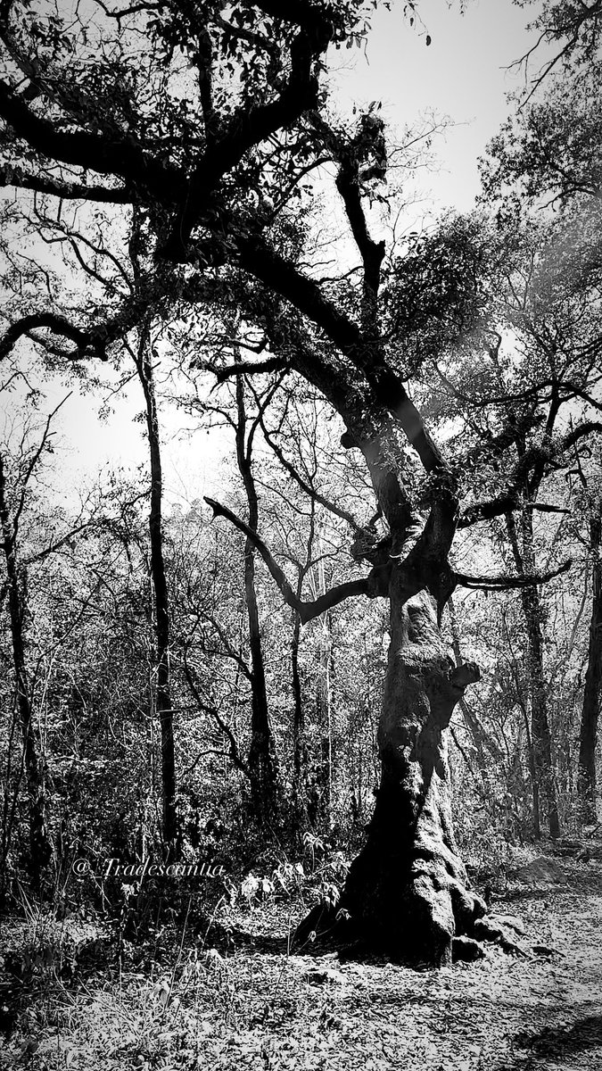 #thicktrunktuesday #TuesdayMotivaton #TreeTuesday #blackandwhite