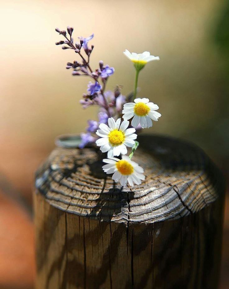 اللهم اجعلنا من الذين يزرعون الخير في الدنيا ويحصـدونه في الآخـرة.