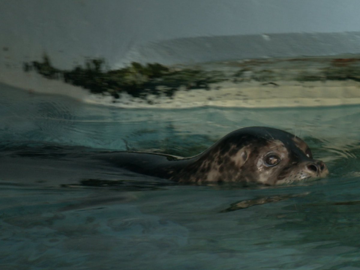 BCIT Journalism tweet media