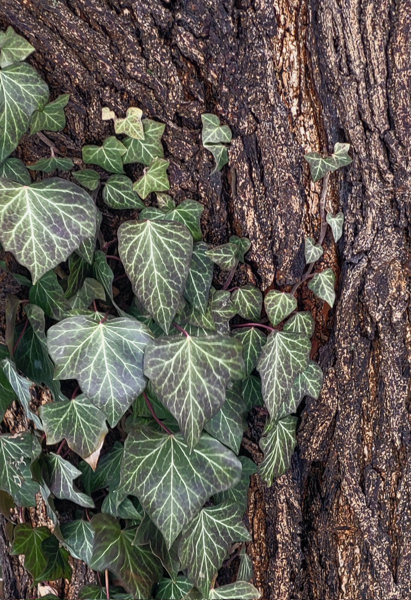 It's an ivy and tree bark kind of day.

#waitingforspring #canadawinter
#photography #naturephotography #texture #ivy #tree #treebark