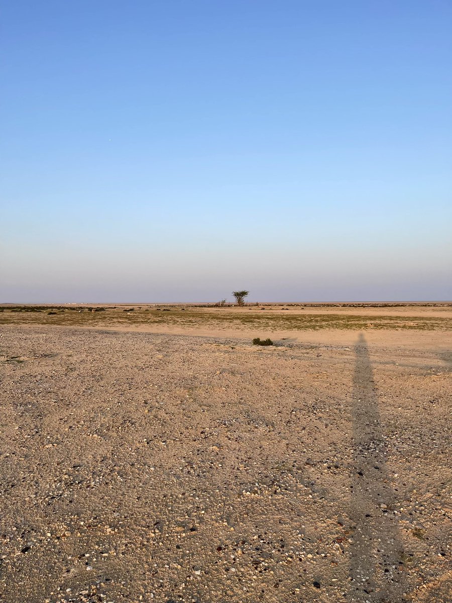 Malkouh's tweet photo. A lonely tree and a lonely mini forest at the middle of the desert today. https://t.co/WY6o1iUHch