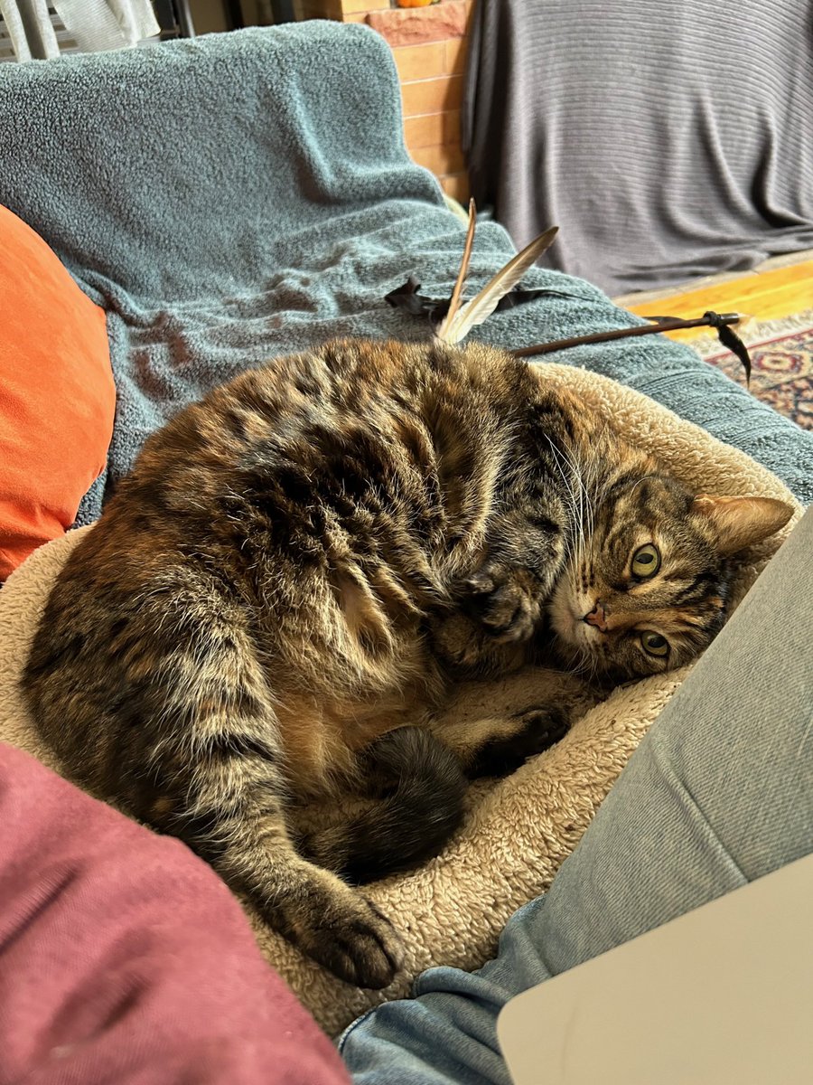 givemesheltersf's tweet photo. Baby is a 10-year-old torbie who was surrendered because a new kitty in the house was bullying her. 😡💔 Baby is a sweet and chill lady who appreciates a quiet lifestyle. She loves cuddling up next to her human and receiving head scratches.
Adopt: https://t.co/HCZALYtYhX https://t.co/OoxtuhXczt