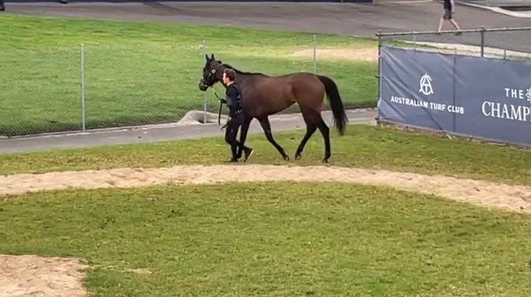 GaiBott has this very interesting multiple G1 Winner in England landed and currently at Canterbury. We are keeping close tabs on this one. Alcohol Free is the name!