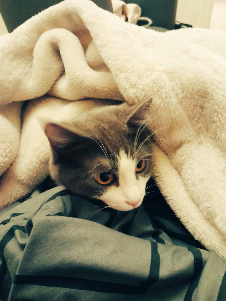 PapyHarry's tweet photo. Cette bouille d'amour. https://t.co/TUFMp1jEN3