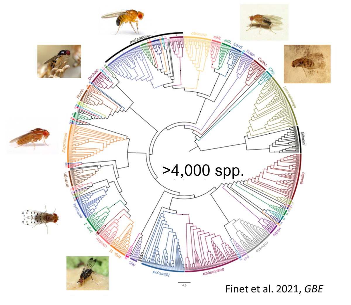 Bernard Kim (@bernard_y_kim) on Twitter photo <a href="/PetrovADmitri/">Dmitri Petrov</a> and I have been working with amazing Drosophila collaborators to broadly sequence the diversity of this group. We believe it is now technically feasible to sequence all >4,400 species, and have organized a #Dros23 workshop to engage the community in this effort. <a href="/PetrovADmitri/">Dmitri Petrov</a> and I have been working with amazing Drosophila collaborators to broadly sequence the diversity of this group. We believe it is now technically feasible to sequence all >4,400 species, and have organized a #Dros23 workshop to engage the community in this effort.