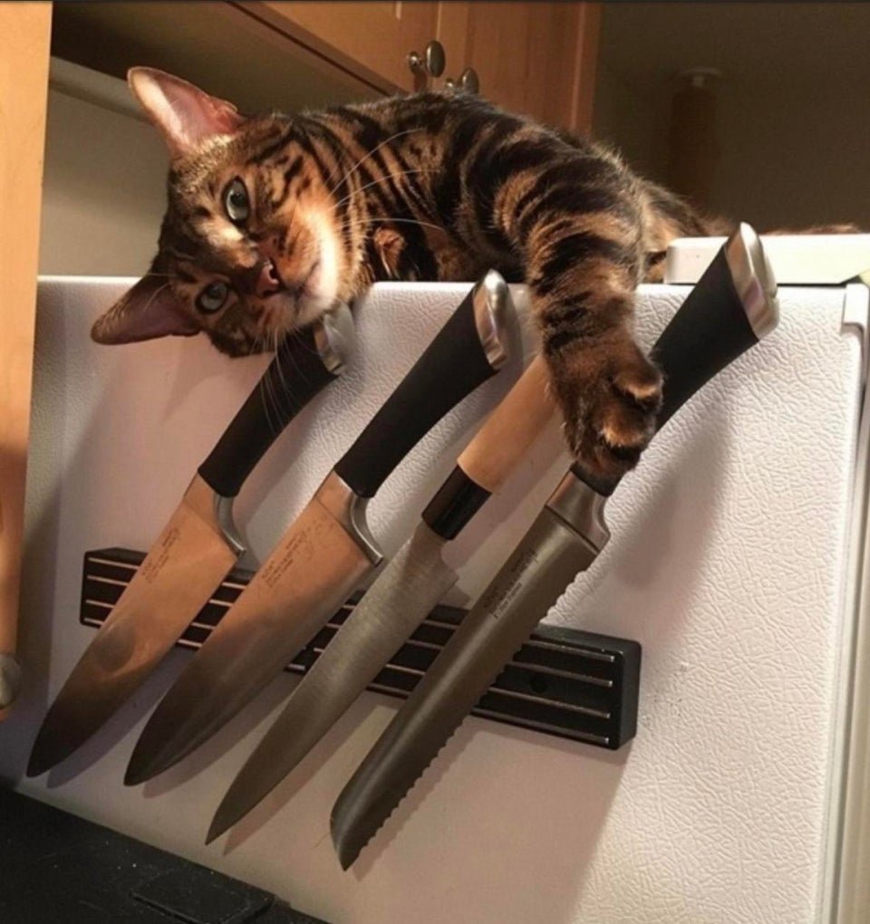 DontShowYourCat's tweet photo. select your weapon https://t.co/cDwRnPmSwL