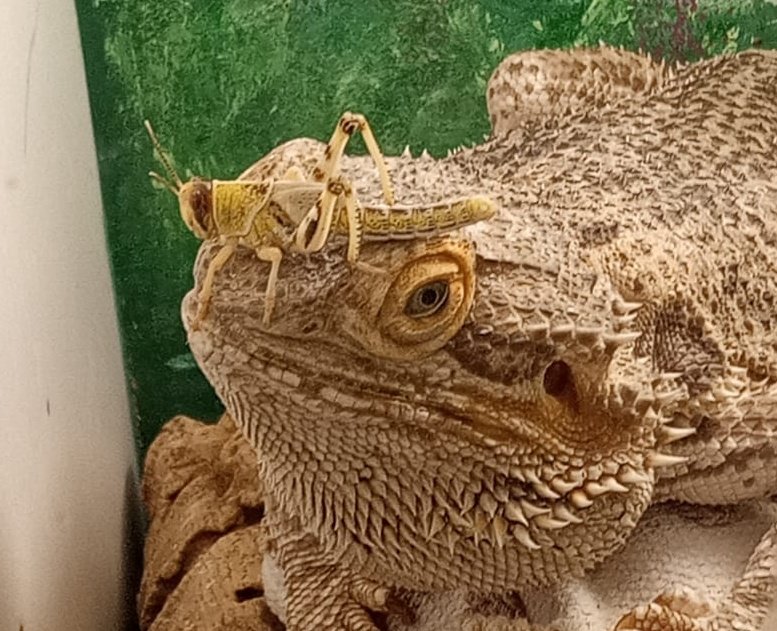 PyroRat18's tweet image. Today unfortunately one of my bearded dragons Ripley passed away with cancer.
She was 9 years old and cheeky. She died in my arms as we got to the vets after her tumor burst.