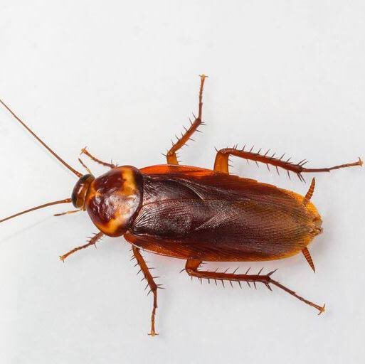 Jameschegs's tweet photo. How to kill and get rid of Roaches in 4 weeks with less than R150. You need to see this!! 

A Thread!! https://t.co/yDou0jwYzI