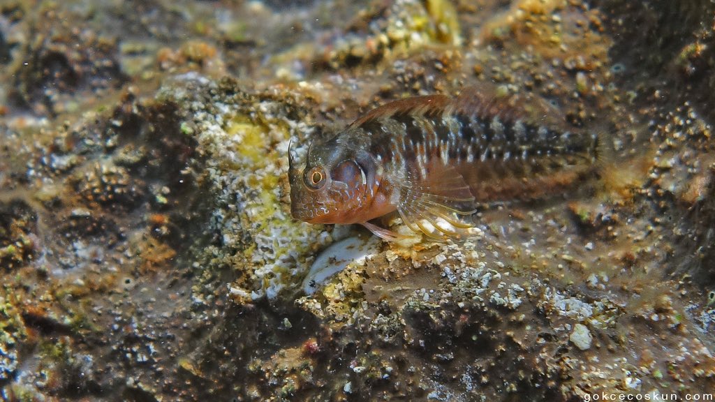 Phaselis gibi yarı koruma altında olan deniz kıyıları biyolojik çeşitliliğin direkt olarak korunmasını sağlar. Çevresinde bulunan bakir alanlar ise bu çeşitliliğin korunmasını sağlar. İşte şu an o bakir alan halka açılacak, yoluna beton dökülecek. +
🐟Gizemli horozbina | Phaselis