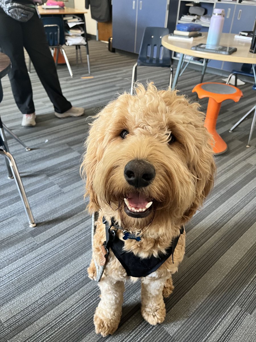 Welcome to Rushton, Moose! #facilitydog #Rushton