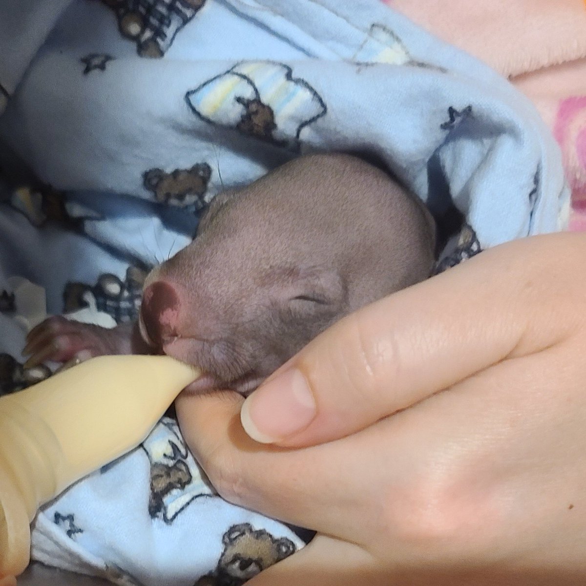 SarahQuinTV's tweet photo. Interrupting your regularly scheduled programming with baby wombat. https://t.co/jxRNTTYyjd