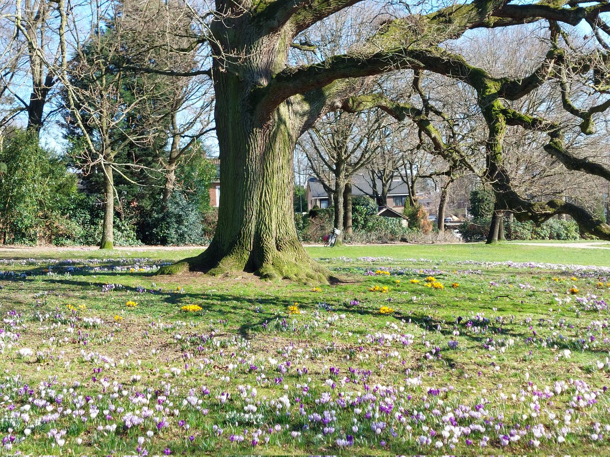 DenPinxter's tweet photo. #crocussen in park #Daalhuizen https://t.co/kVSh3tckjU