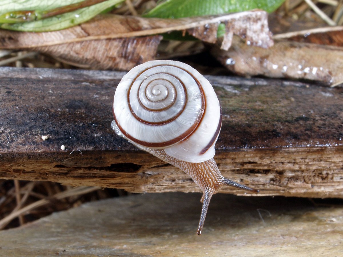 BushHeritageAus's tweet photo. Rise and slime! 🌞🐌 

If you're looking for something to read over your morning cuppa, we can highly recommend this fascinating article from @ausgeo about some very special slimy friends 👉
https://t.co/psirPFd8Z9 

 📸 Vince Kessner

#welovenature #snailedit #biodiversity https://t.co/rmPvQBhxz7