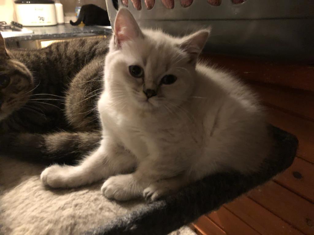 New animal addition 🤩🤩