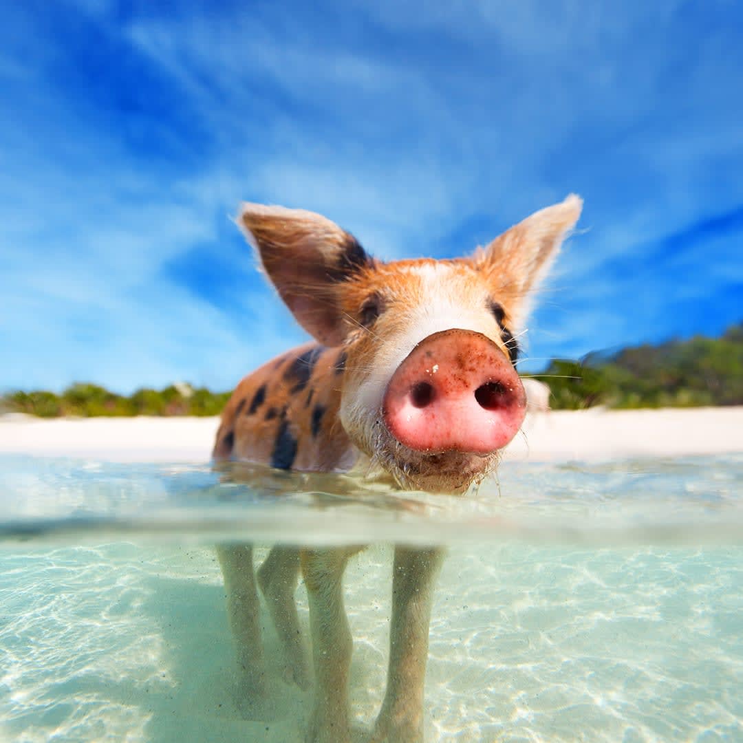 TravelByGeorgia's tweet photo. Island-hopping through the Bahamas will give you plenty of adventure! Be sure to book a day trip to the Berry Islands, where you can snag a selfie with the swimming pigs. Reach out to learn more! https://t.co/QcoE6cCLGO https://t.co/uhCl7o1sC8