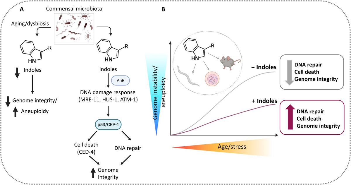 ScienceAdvances's tweet photo. Biologists show that #indoles, found in certain dietary plants and beneficial bacteria, can regulate mechanisms for #HealthyAging, reproductive success, and genome integrity across generations. https://t.co/4uP0NWbfUc https://t.co/pxmLgg7oHf
