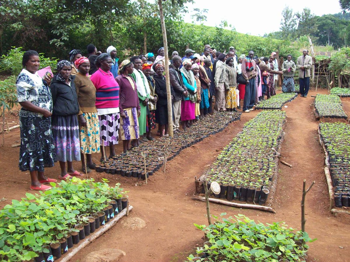 Trees for Kenya tweet media