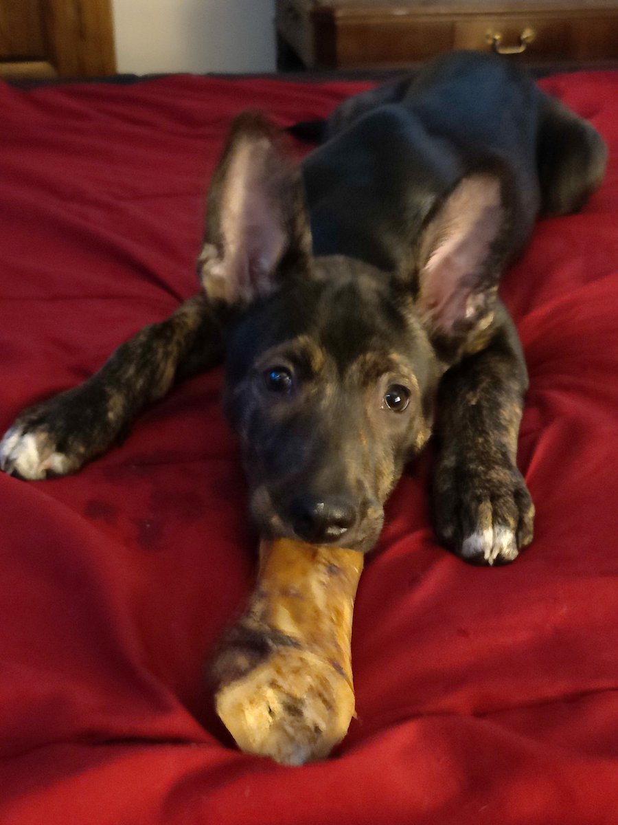 Knick knack patty whack, give a DAWG a bone 🦴 🎶(Bubbies got one too, he took his to the bed under the bed)