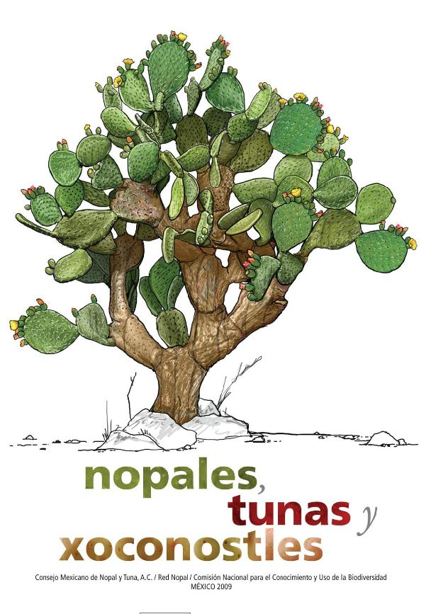 CONABIO on Twitter "Nopales, tunas y xoconostles Los nopales son elementos característicos de