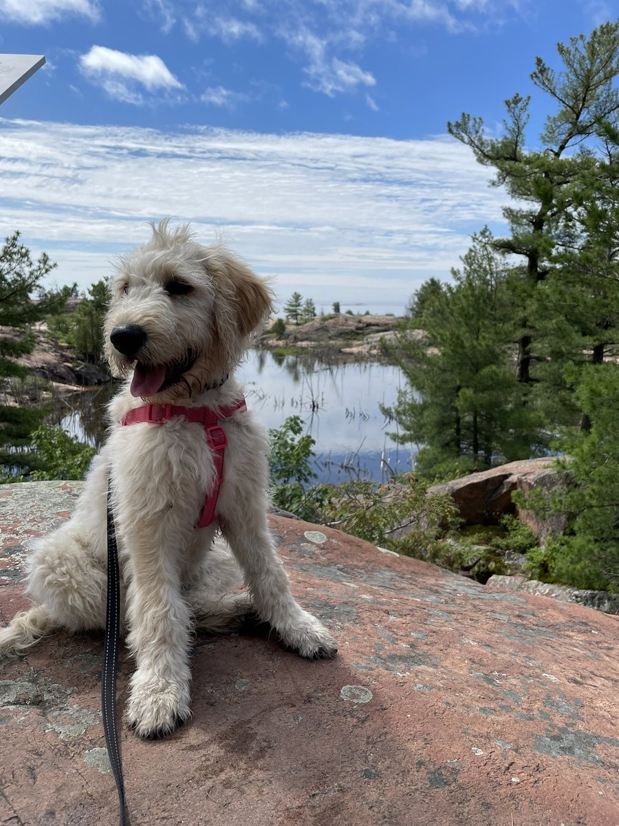 sarherst's tweet photo. This is your sign to get a dog during med school and drag her all across Northern Ontario with you🐶🌲🌞❄️

1) Thunder Bay - home base for phase 1 and 3
2) Dryden - 2nd year ICE placement 
3) Sudbury - 4 weeks of 2nd year summer electives
4) Sault Ste. Marie -3rd year clerkship https://t.co/s5h6T1LIDr