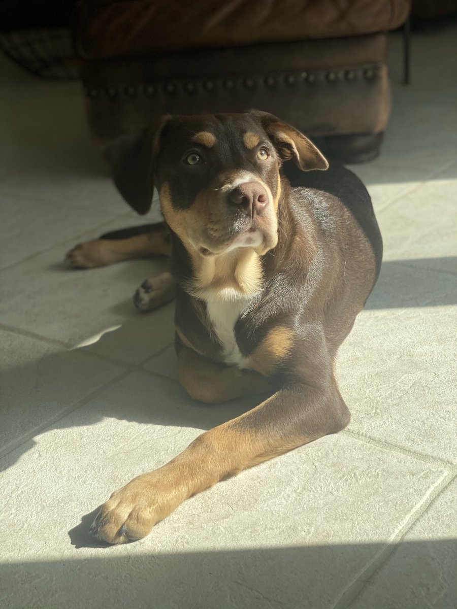 jadeeamberr's tweet photo. @MichelobULTRA Louie would 🤩 https://t.co/ZjOwcoga9D