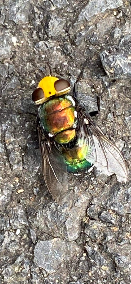 𝔪𝔬𝔬✎𝖈𝖗𝖊𝖆𝖙𝖎𝖔𝖓𝖘 🇭🇲 tweet media