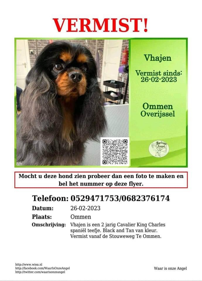 ‼️graag zoveel mogelijk RT‼️ Ze is zeer waarschijnlijk gestolen 🤬. Hoe meer bekendheid hoe beter en hopen dat de dader(s) het te heet onder de voeten wordt! #Vhajen #cavalier #wioa #vermist #gestolen #ommen