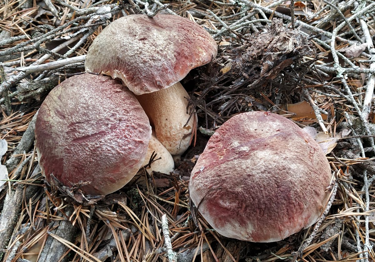 #boletusphinofilus  esperando la primavera ya #serranoastorga #leonesp #cylesvida