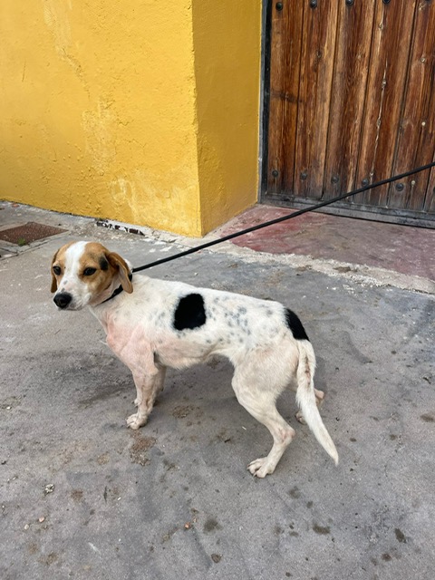 AdopcionCanino's tweet photo. 📍EN ADOPCION
Hembra tipo Beagle,  de aproximadamente tres años.
Recogido en Muñoveros (Segovia)
Para mas información 
🪶https://t.co/j60zY3BuLZ
Página oficial del centro de adopción https://t.co/T11xi66ggp https://t.co/15WnbQSRAJ
