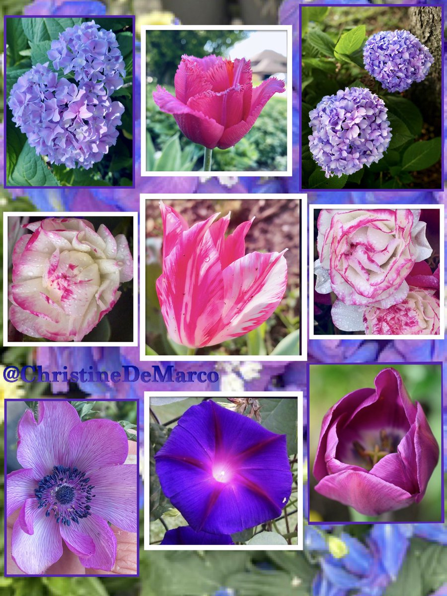 Hi 🙋🏻‍♀️ friends Late entry! 
Was reminded earlier that today is #TulipTuesday & #TuesdayBlue #TuesdayPurple In addition #SpringCountdown as today is last day of #February 😳 Tomorrow is 1st #March I’ve #Blue #Hydrangeas #Pink #Tulips #Purple #Anemone & #MorningGlory from #MyGarden