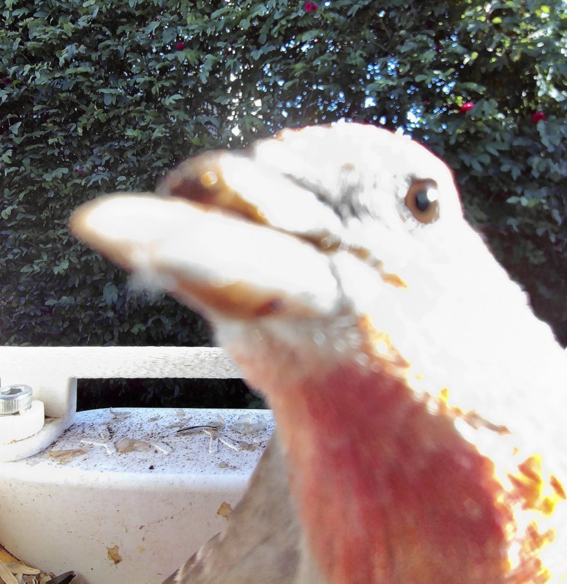 I was so worried about this house finch who is missing half a beak, but he is one of the busiest birds at the feeder! Get it, my dude!