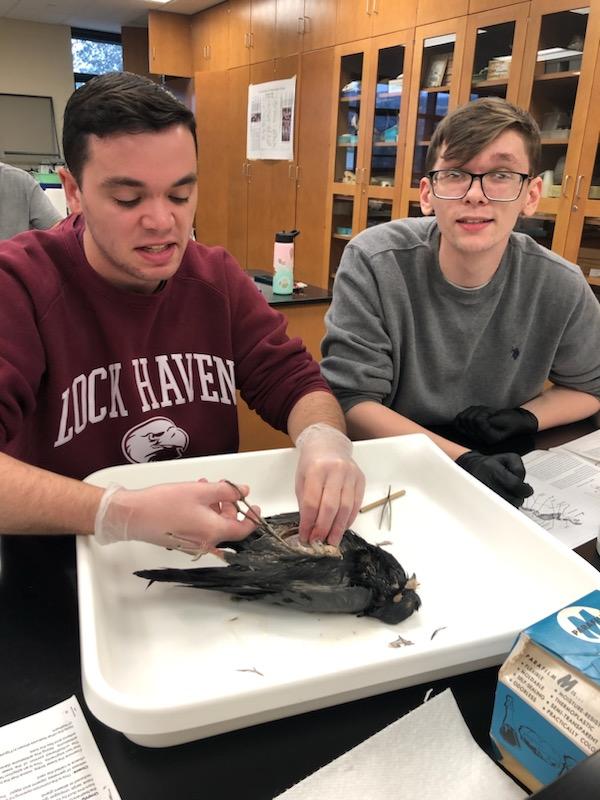 LHU_Biology's tweet photo. Bird dissection in ornithology with Dr. Amy Kutay, and a beautiful emerald Emu egg! https://t.co/D1Pff8RaNU