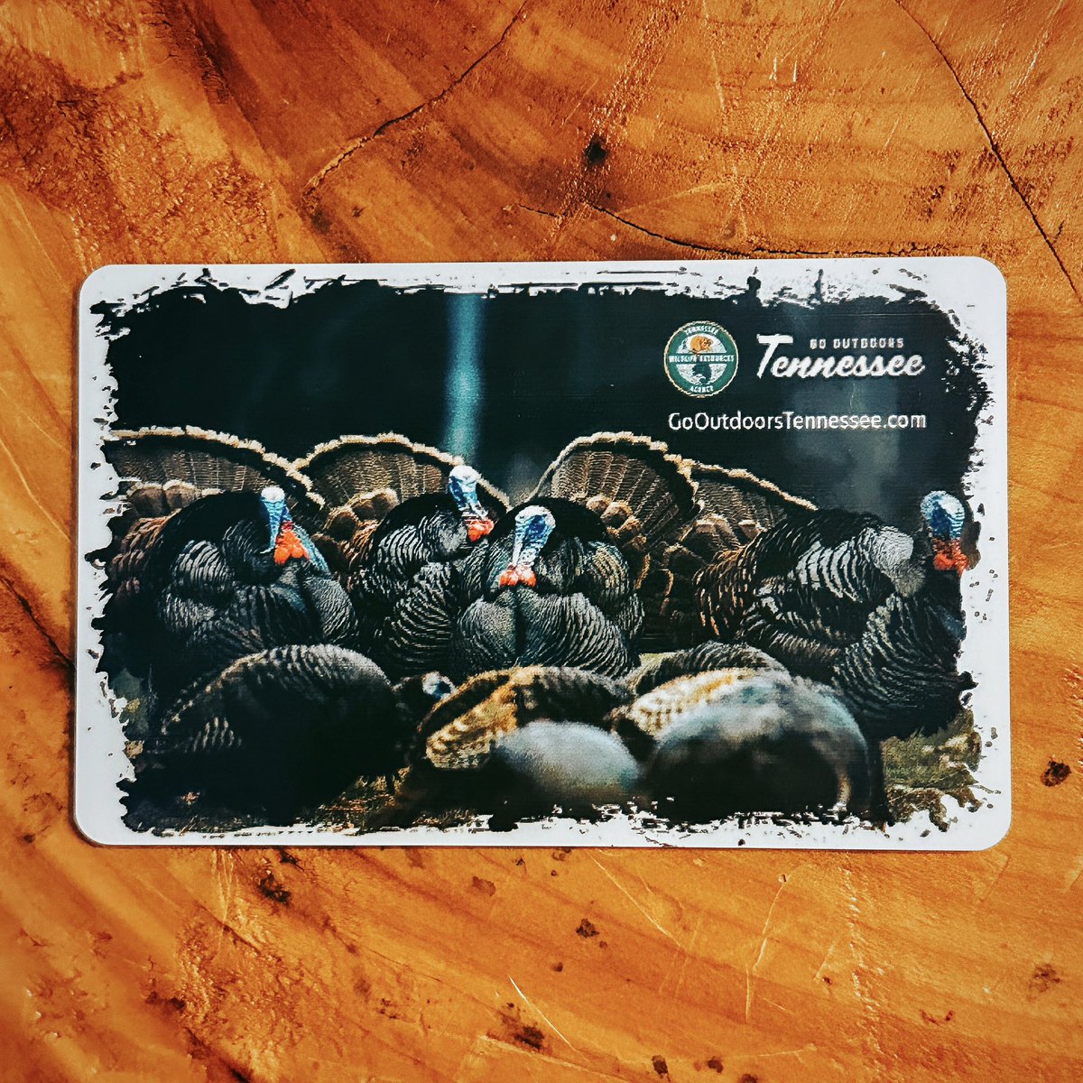 KBOriginals's tweet photo. Proud, that’s the only word I have for this one. To have my work and something I’m so passionate about displayed on something that  fellow hunters in my home state of Tennessee will have with them is an absolute honor. Thank you @tnwildlife for this opportunity! 🦃
#kboriginals https://t.co/HWjVDKZnrQ