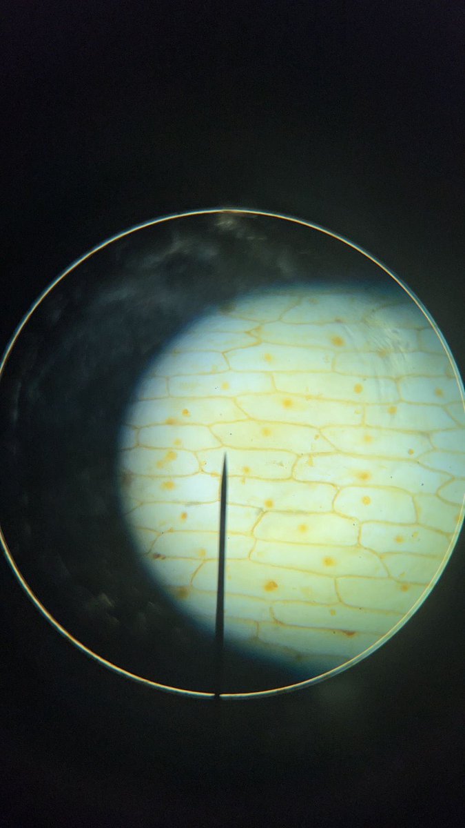 Simonds_HS's tweet image. These savvy scientists are all business in the lab as they explore plant &amp;amp; animal cells and variables! 🧬🦠🔬 #studentsinSTEM #science #highschool