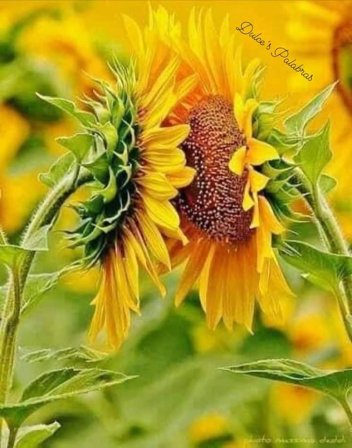 madre59884643's tweet image. 🌻Deberíamos ser como los girasoles que no les importa lo que pasa alrededor de ellos, sólo se giran hacia lo que realmente importa...
Así q, vivamos y dejemos vivir🌻

Cualquier hora es #horadecafe