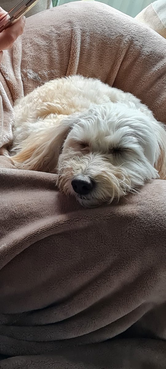 LFRS_HlthFitWel's tweet photo. Thank you to colleagues for such a lovely welcome when Poppy (one our Wellbeing Support Dogs) visited the NW Control today.

Poppy loved making new friends…..and has enjoyed a lovely long snooze since getting home 🥰
 
@NW_Fire_Control
#WellbeingSupportDogs
#howcanisupportu https://t.co/uXVM1h4VZg