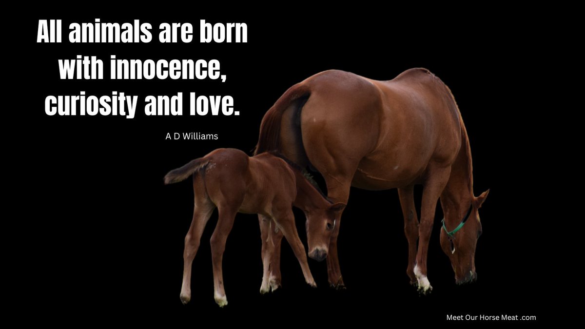 MeetYourMeatNo1's tweet photo. Australian thoroughbreds are breed indiscriminately - there are no caps on #breeding
Breeders are allowed to breed vast numbers and 45% never make it to the #racetrack
What happens to that 45%?
https://t.co/hQrKH0gNG0
#kickupforracing
#mohm https://t.co/8jmCL0q4Cq