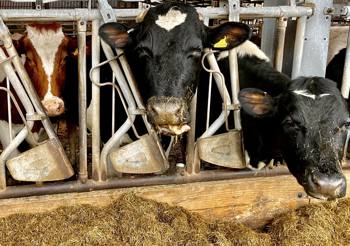 Berwickshire1st's tweet photo. An utter priveledge to spend afternoon @theethicaldairy with farmer David Finlay hearing of their journey from high intervention, to #organic, to #netzero farming & innovative #cowwithcalf high welfare veal…& stunning cheese too!
Recommended if yr interested in your food/planet https://t.co/DSMn7gdaVC
