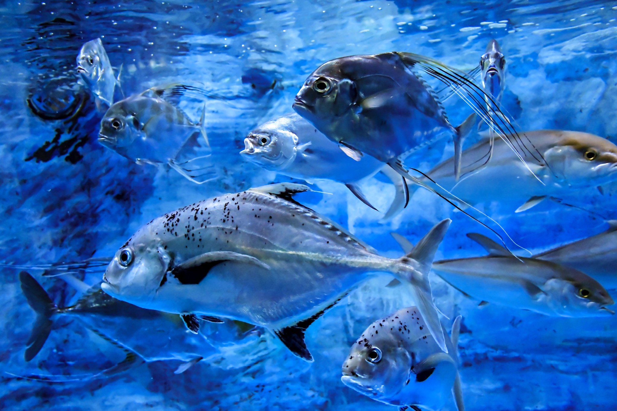 夢海574魚種食べた人 on Twitter