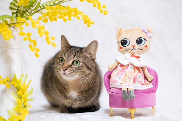InnovativeCat22's tweet photo. Nuikatsu！ https://t.co/oCJBc7d3Dl