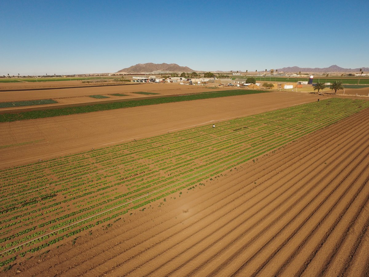 YCEDA_DesertAg's tweet photo. #OutintheField today taking drone pictures of research field trials. Pictured here is #YCEDA's Downy Mildew of lettuce trial which should be ready for evaluations in a few weeks! https://t.co/5JszxOdedz