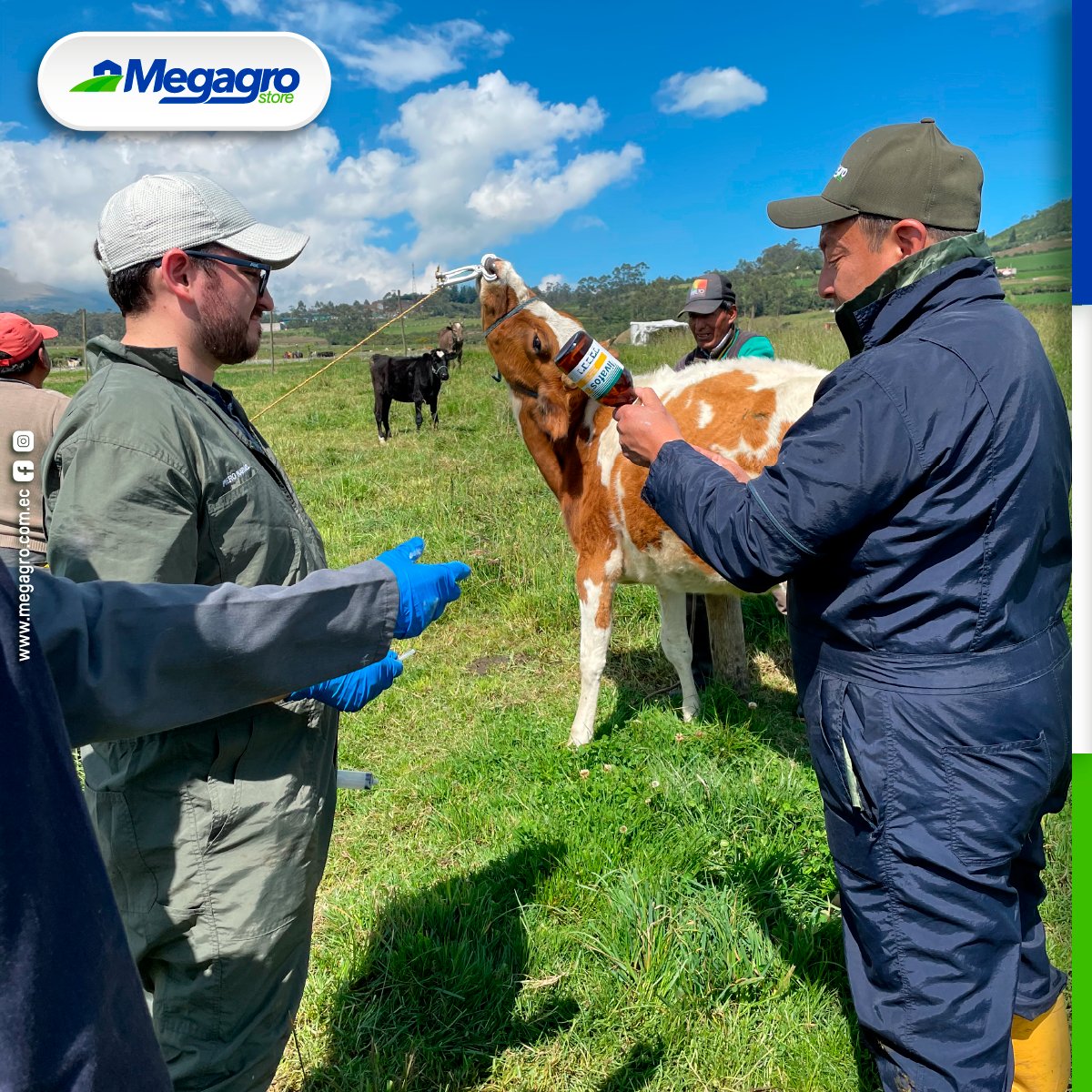 megagrostore's tweet photo. Realizamos un proceso de desparasitación, vitaminización y vacunación con productos LIFE en la comunidad de pequeños productores en el sector de Aloag junto a LIFE Salud Animal y los alumnos de Veterinaria de la Universidad San Francisco de Quito. 

#ganado #LIFE #MegagroJuntoATí https://t.co/kOKItIZp1v